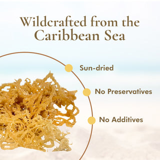 Irish Sea Moss (Whole Leaf)