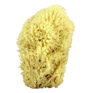 Swissco Sea Wool Natural Bath Sponge, 6 Inches Multi-Colored