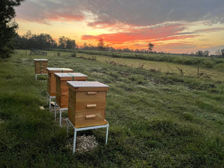 Mississippi Hot Honey