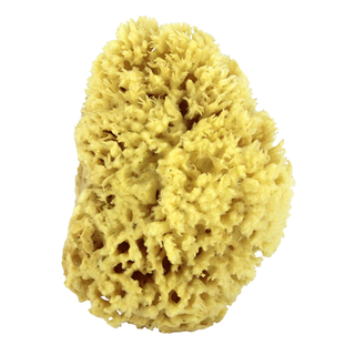 Swissco Sea Wool Natural Bath Sponge, 15.2cm. Free Delivery